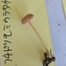 フチドリモミウラタケ