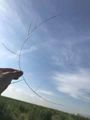 Schedonnardus paniculatus