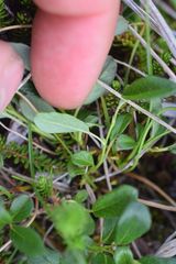 Salix stolonifera