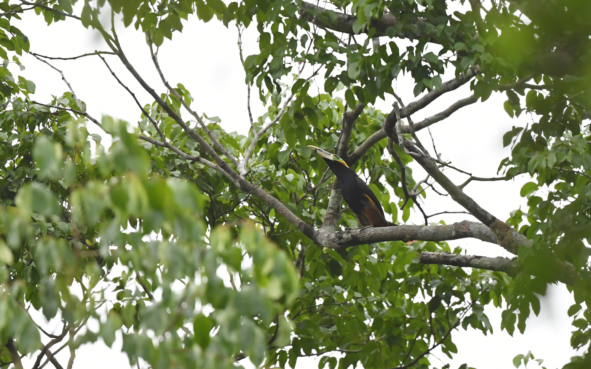 Gould's Toucanet (Selenidera gouldii), photo 2