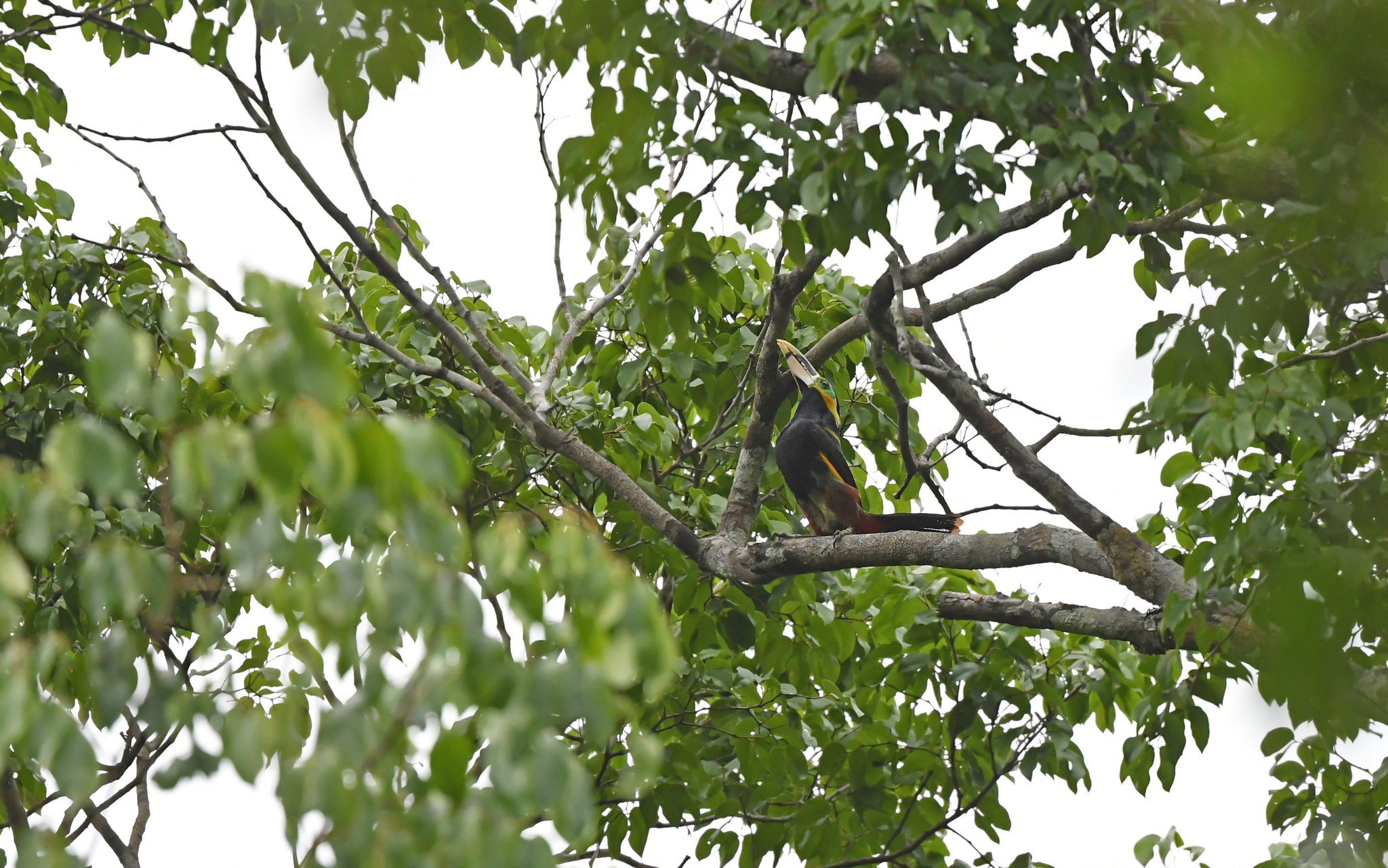 Gould's Toucanet (Selenidera gouldii), photo 4