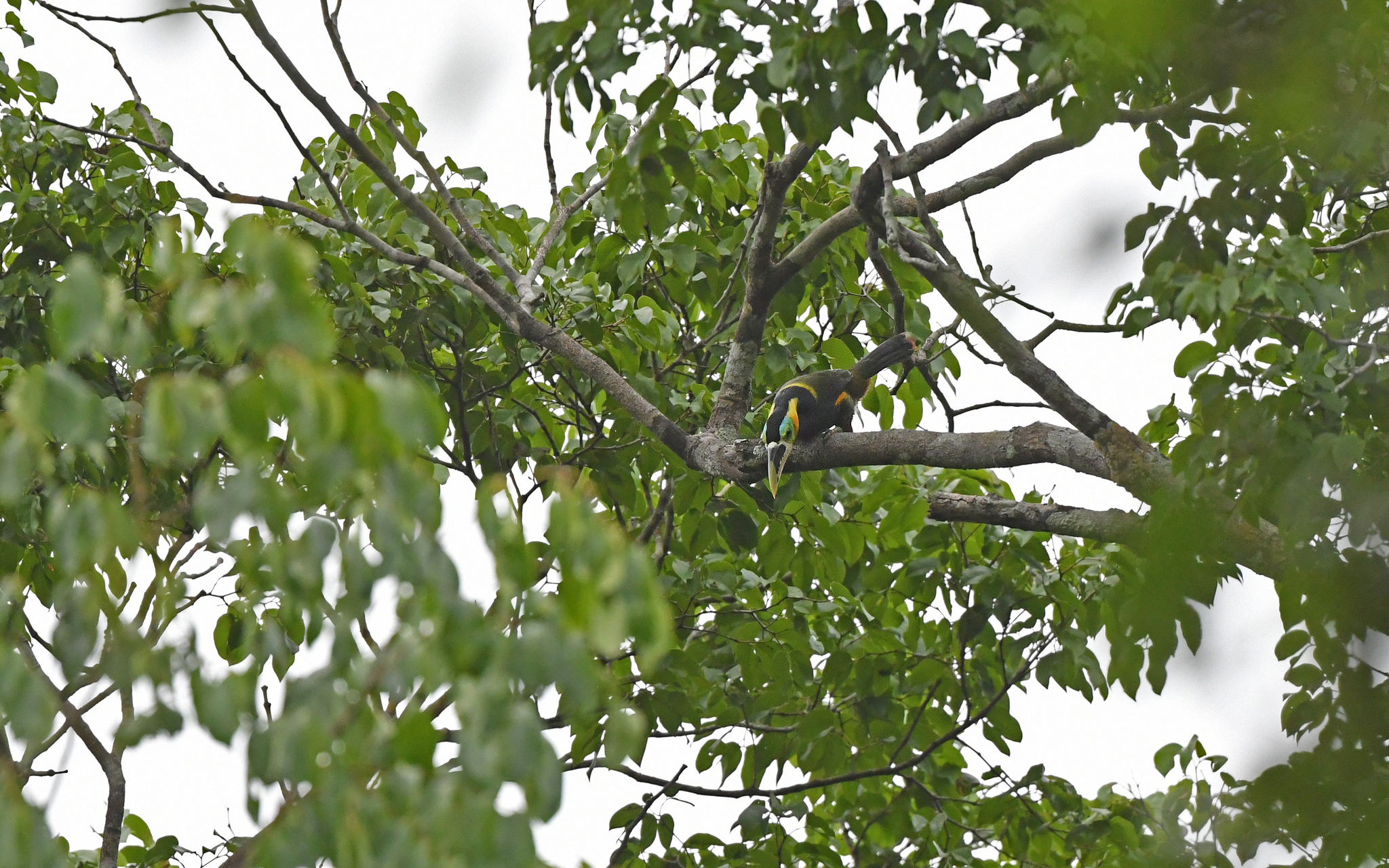 Gould's Toucanet (Selenidera gouldii), photo 3