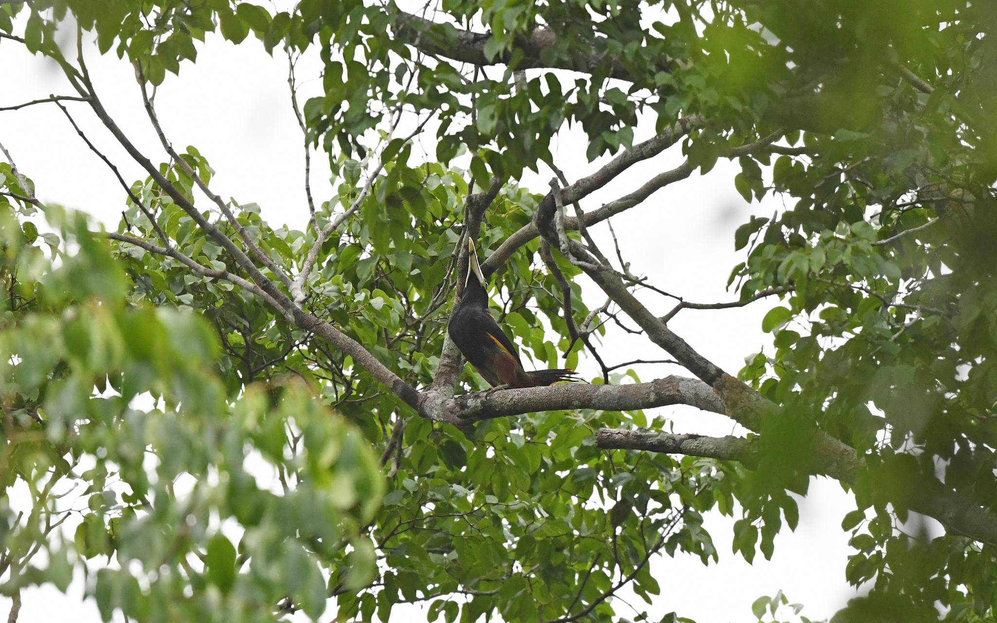 Gould's Toucanet (Selenidera gouldii), photo 6