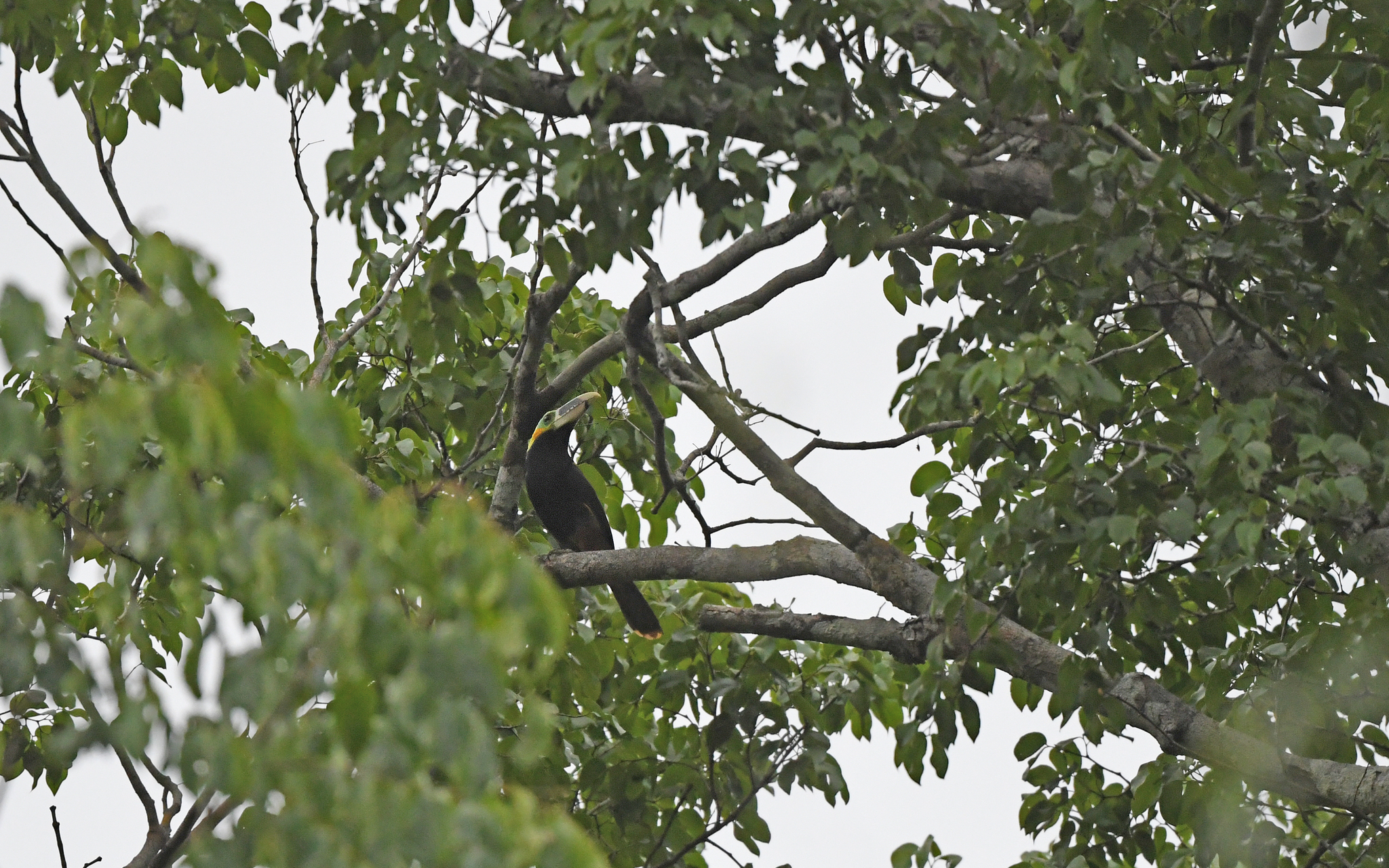Gould's Toucanet (Selenidera gouldii), photo 5