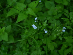 Myosotis alpestris
