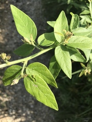 Desmodium illinoense