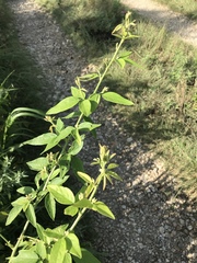 Desmodium illinoense