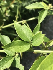 Desmodium illinoense