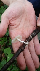 Delicatula integrella
