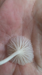 Delicatula integrella