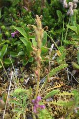 Pedicularis oederi