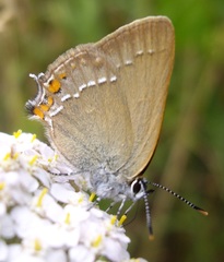 Satyrium acaciae