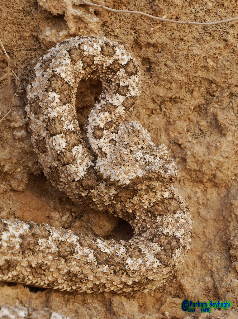 Spider-tailed Horned Viper (Pseudocerastes urarachnoides) - Snakes and ...