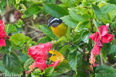 Coereba flaveola luteola