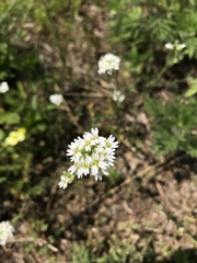 Berteroa incana