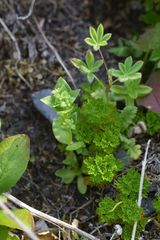 Gentianella propinqua