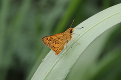 Potanthus trachala