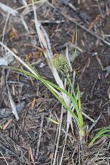 Carex stylosa