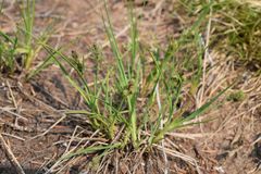 Carex stylosa