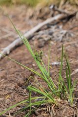 Carex stylosa