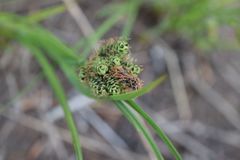 Carex stylosa