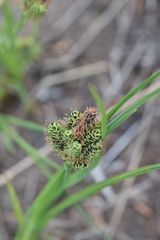 Carex stylosa