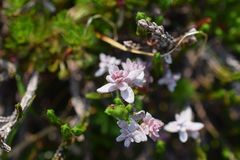 Exobasidium cassiopes