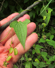 Dioscorea galeottiana, photograph author not stated, no rights reserved