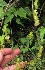 Dioscorea galeottiana, photograph author not stated, no rights reserved