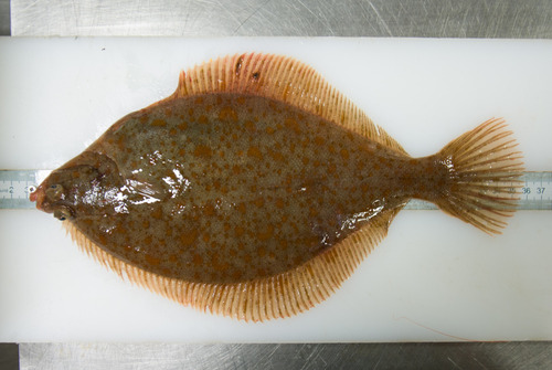 Geelstaartschar (Limanda ferruginea) — Pleuronectidae — 2