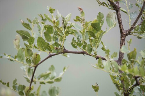 Ziziphus jujuba