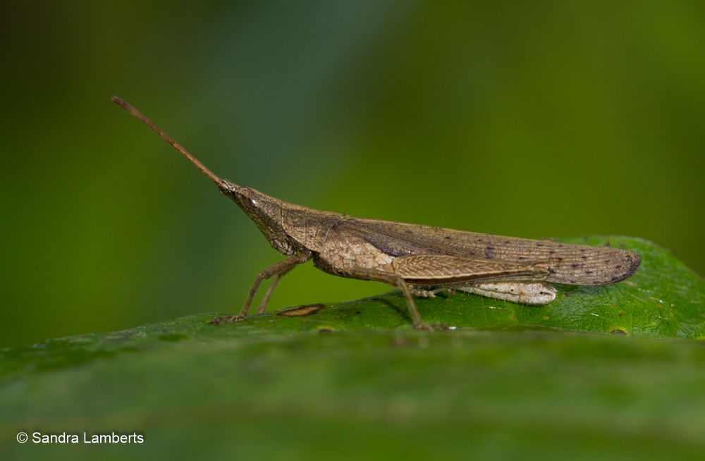 Desmopterella angustata