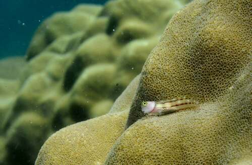 Three-lined blenny (Ecsenius trilineatus) — Blenniidae — 5