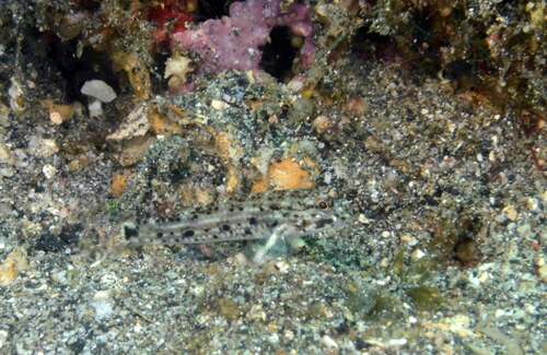 Istigobius nigroocellatus observed 2024-09-09
