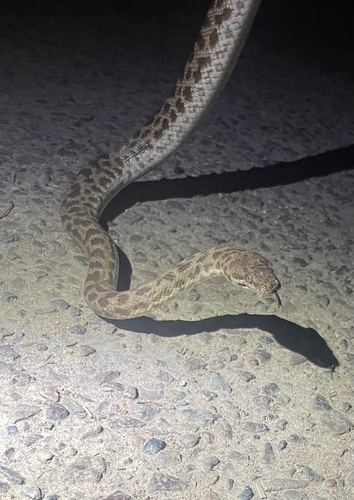 Spotted Python sighting