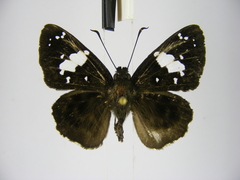 Celaenorrhinus plagiatus