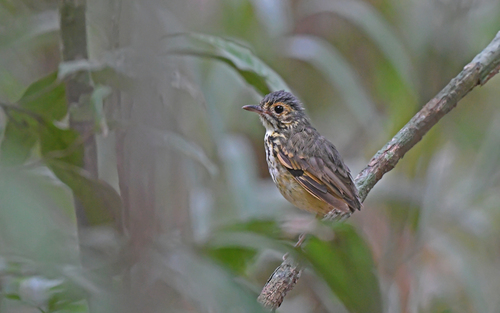 Spotted Antpitta (Hylopezus macularius)
