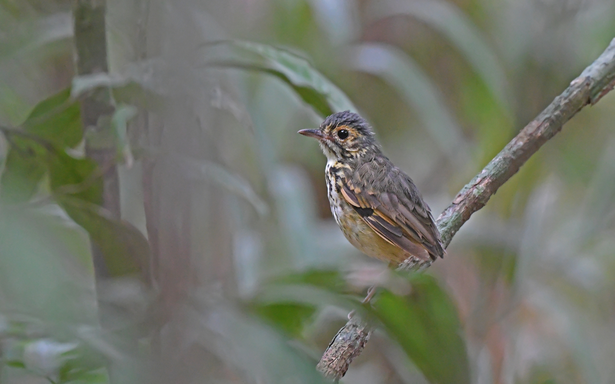 Spotted Antpitta (Hylopezus macularius), photo 1
