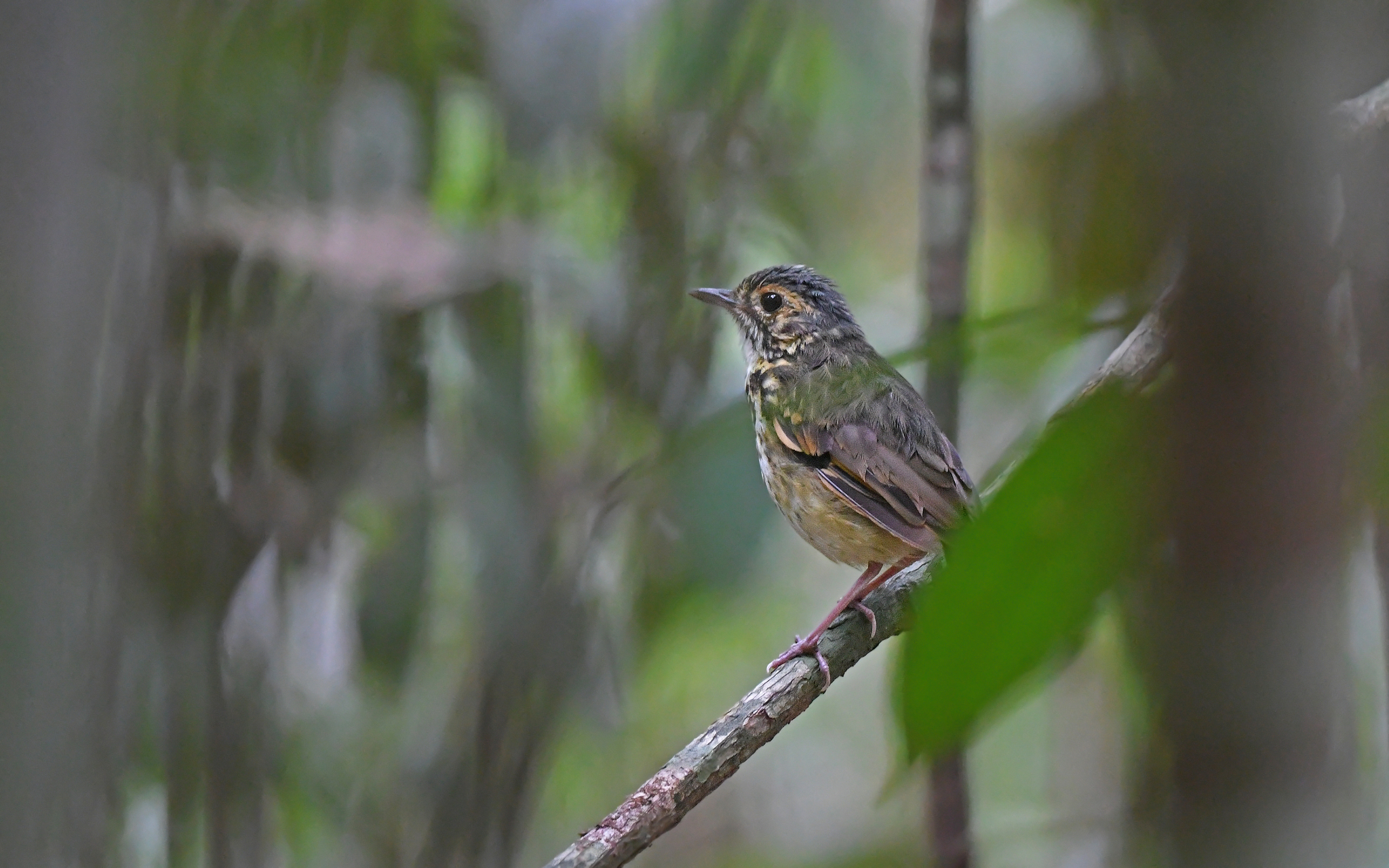 Spotted Antpitta (Hylopezus macularius), photo 2