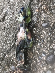 Iguanidae