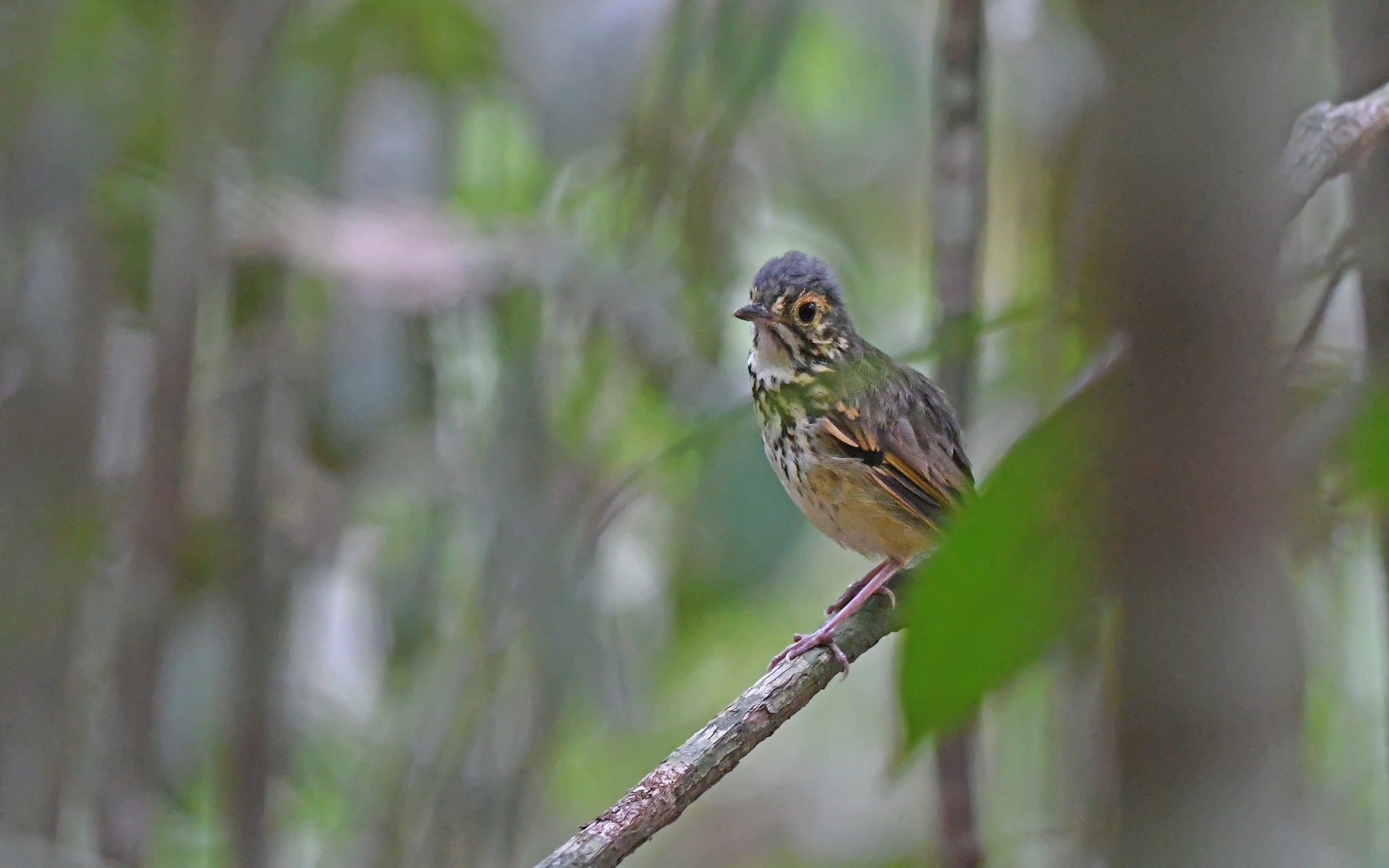 Spotted Antpitta (Hylopezus macularius), photo 3