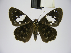 Celaenorrhinus plagiatus