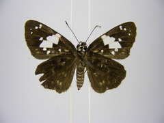 Celaenorrhinus plagiatus