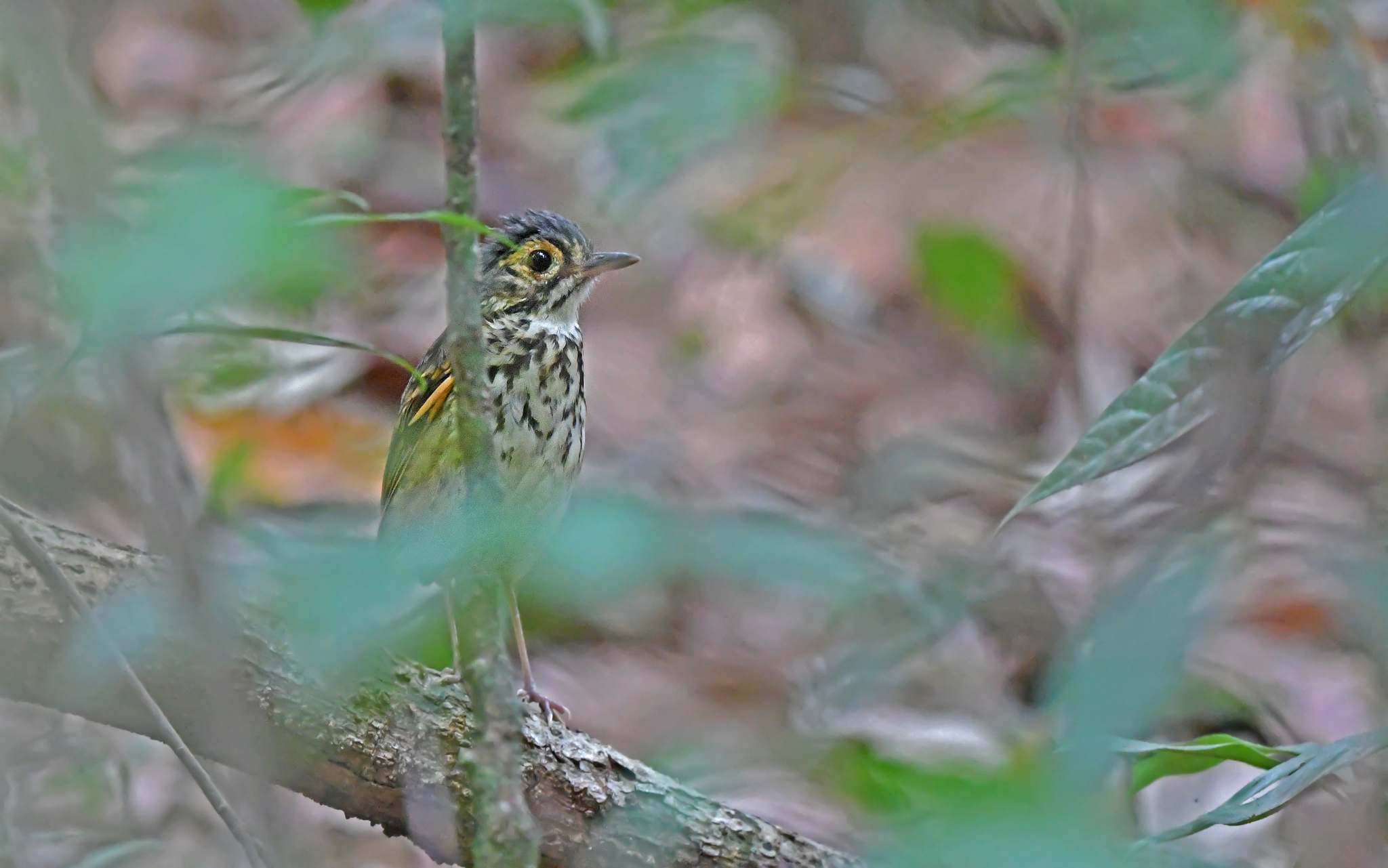 Spotted Antpitta (Hylopezus macularius), photo 5