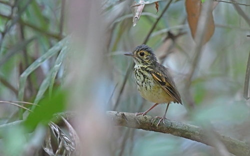 Spotted Antpitta (Hylopezus macularius), photo 6