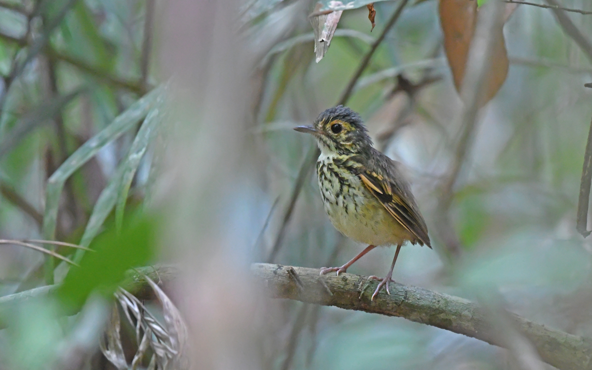 Spotted Antpitta (Hylopezus macularius), photo 6