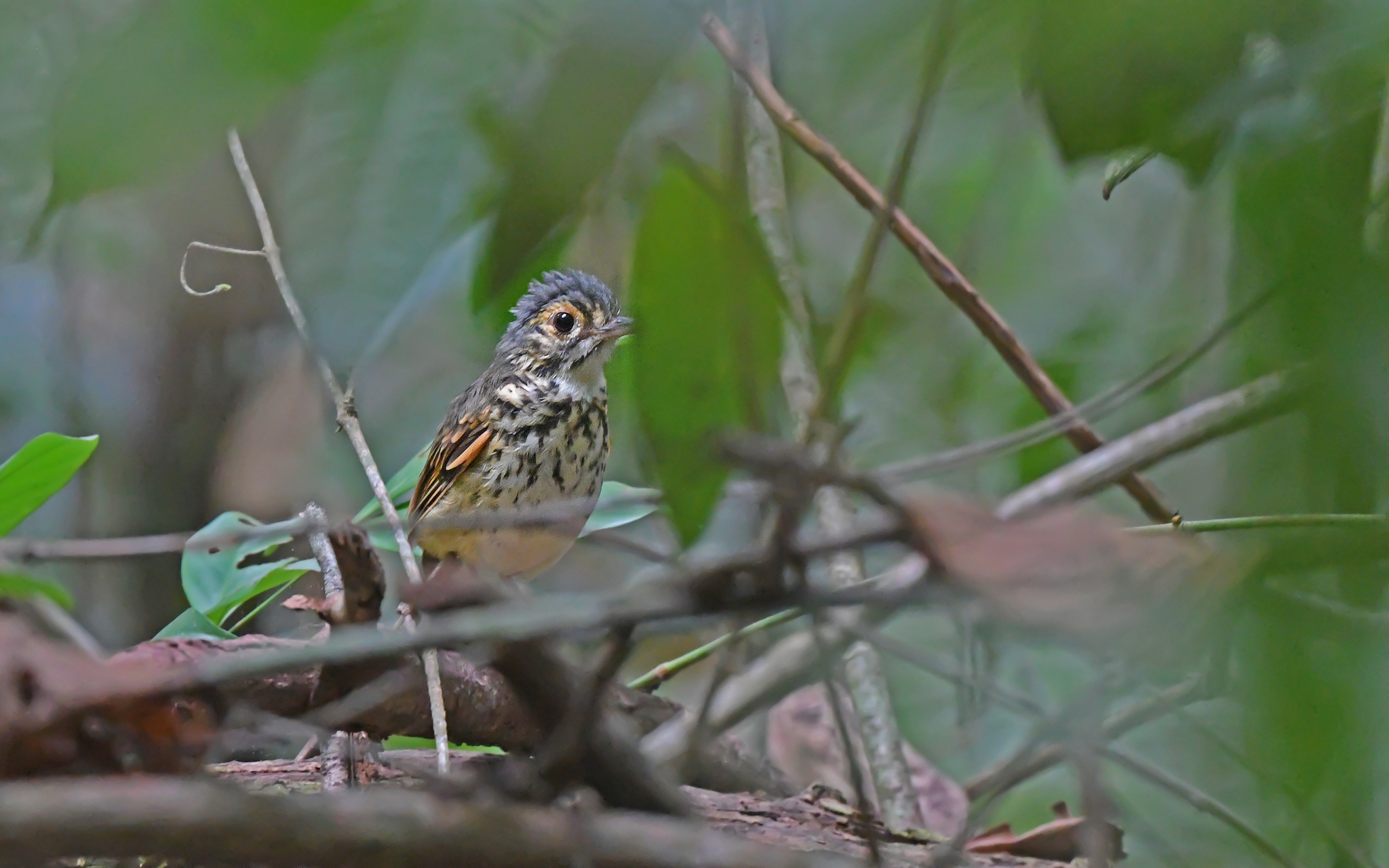 Spotted Antpitta (Hylopezus macularius), photo 7