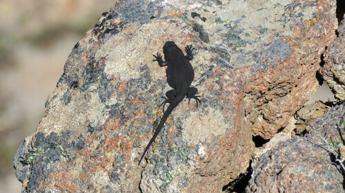 Dark Chuckwalla, Phymaturus tenebrosus