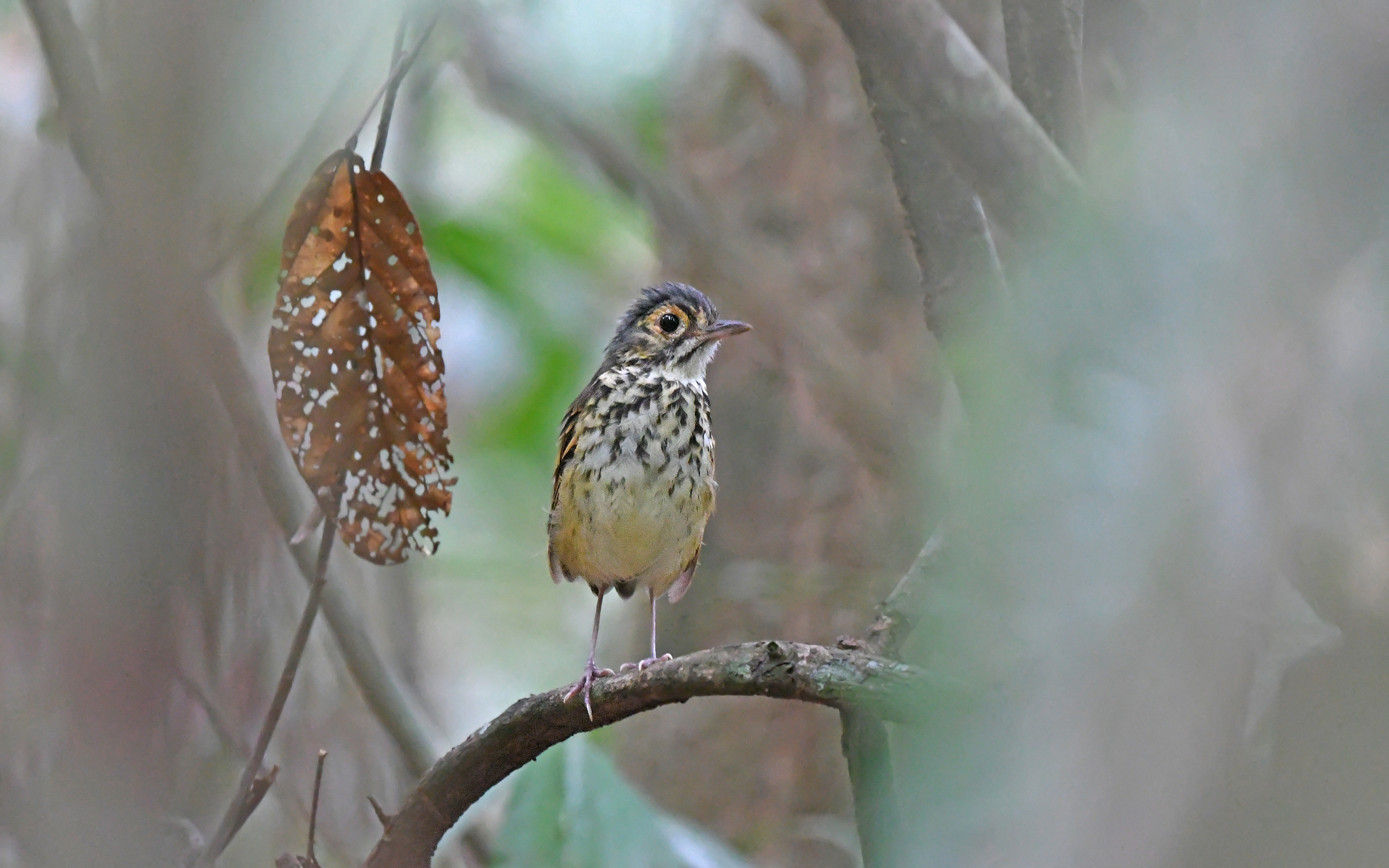 Spotted Antpitta (Hylopezus macularius), photo 8