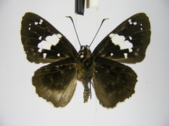 Celaenorrhinus plagiatus